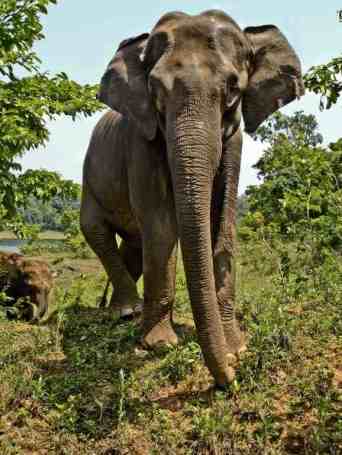 Mother and baby Asian Elephant, Periyar Tiger Reserve.  Photo credit: Milo Inman